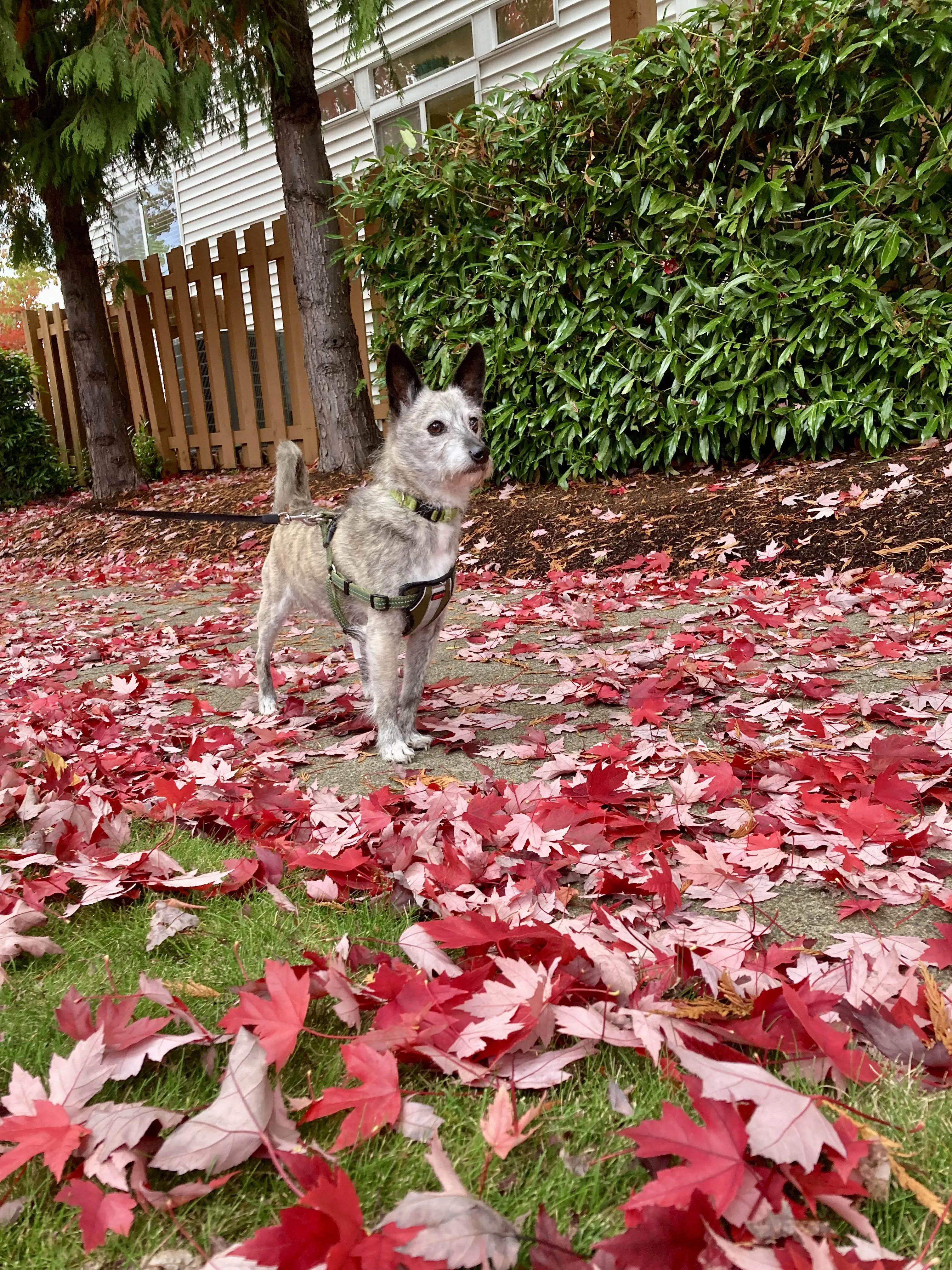 Secure wooden pet fence in a Seattle backyard