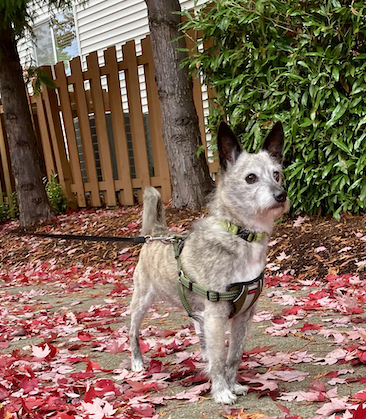 Dog-friendly fence in Seattle
